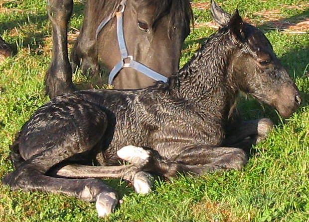 Selkie's filly before standing